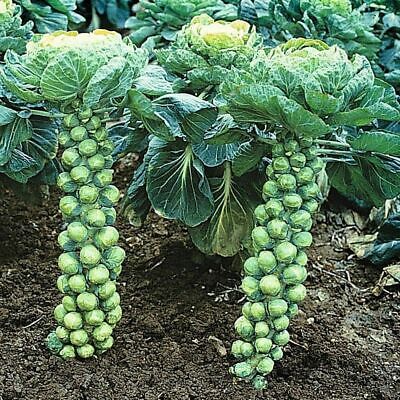 Long Island Improved Brussel Sprouts