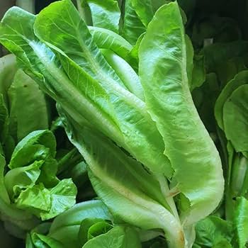 Dark green romaine