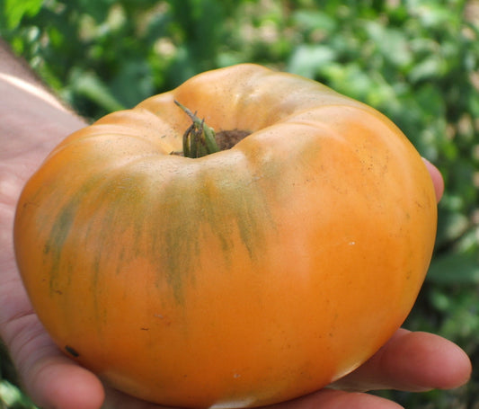 Goldie giant tomato