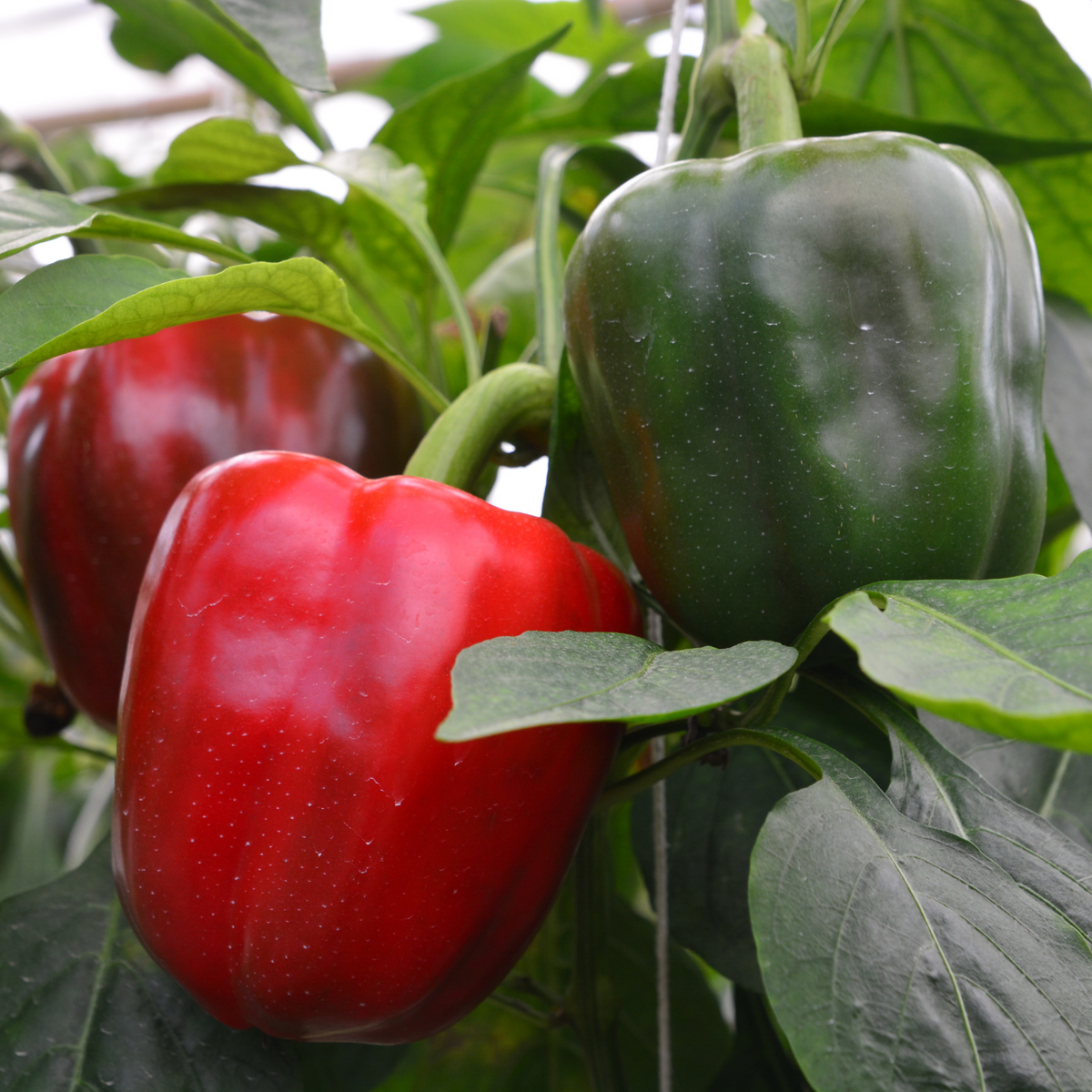 King Arthur bell pepper