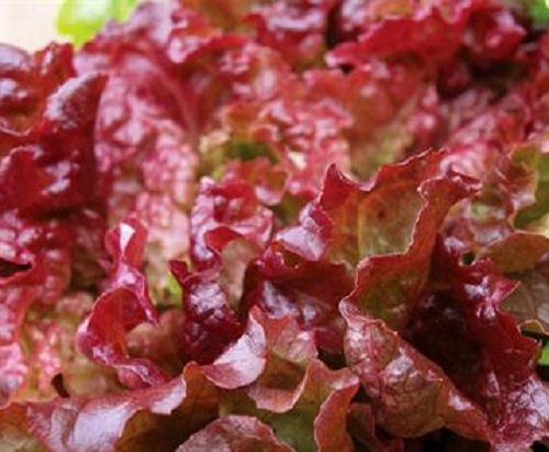 Flame lettuce