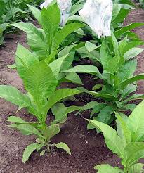 Farm.hand.seeds Frog eye orinoco tobacco