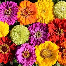 Confetti zinnia mix