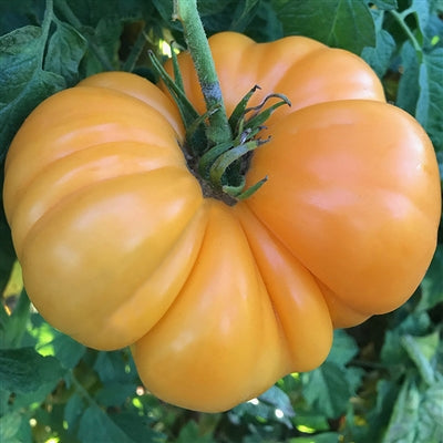 Amana orange tomato