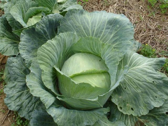 Flat Dutch Cabbage