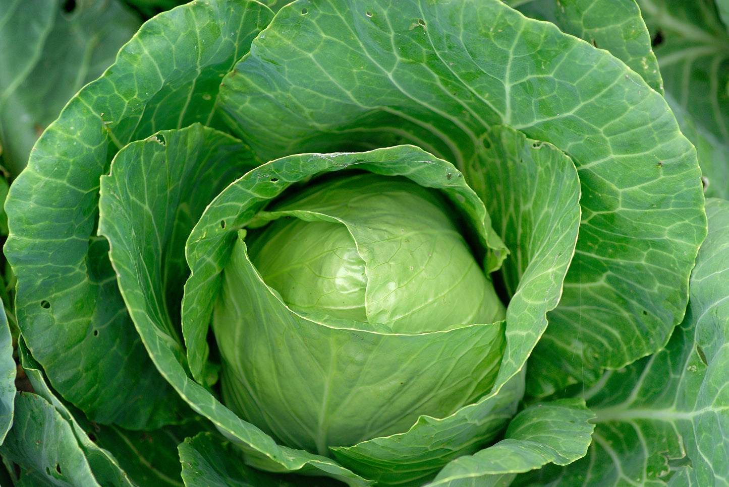 Glory of enkhuizen cabbage