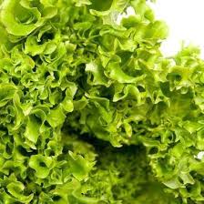 Tango lettuce