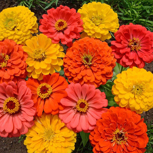 Fruity beauty zinnia mix