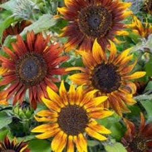 Earth walker sunflower