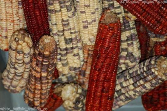 Kentucky rainbow dent corn
