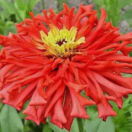 Red giant cactus zinnia