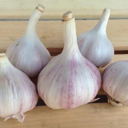 Chesnok red hardneck garlic