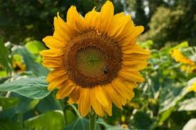 Taiyo sunflower