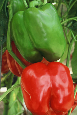 King Arthur bell pepper