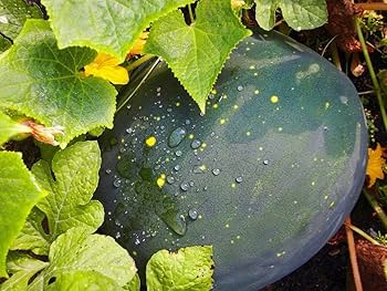 Moon & stars yellow flesh watermelon