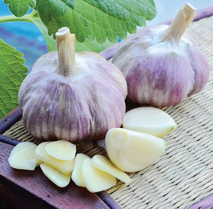 Siberian garlic