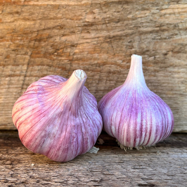 Chesnok red hardneck garlic
