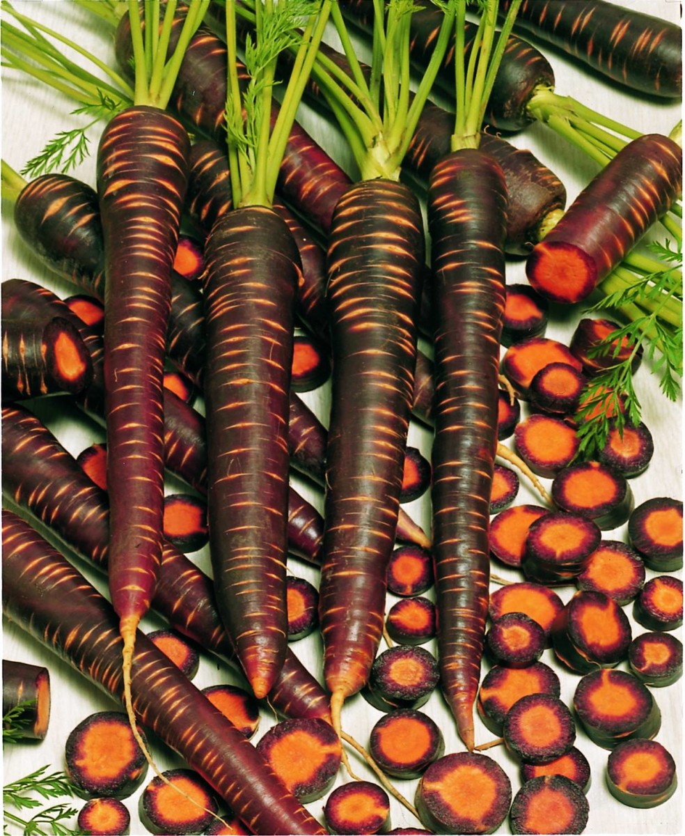 Scarlet red carrot