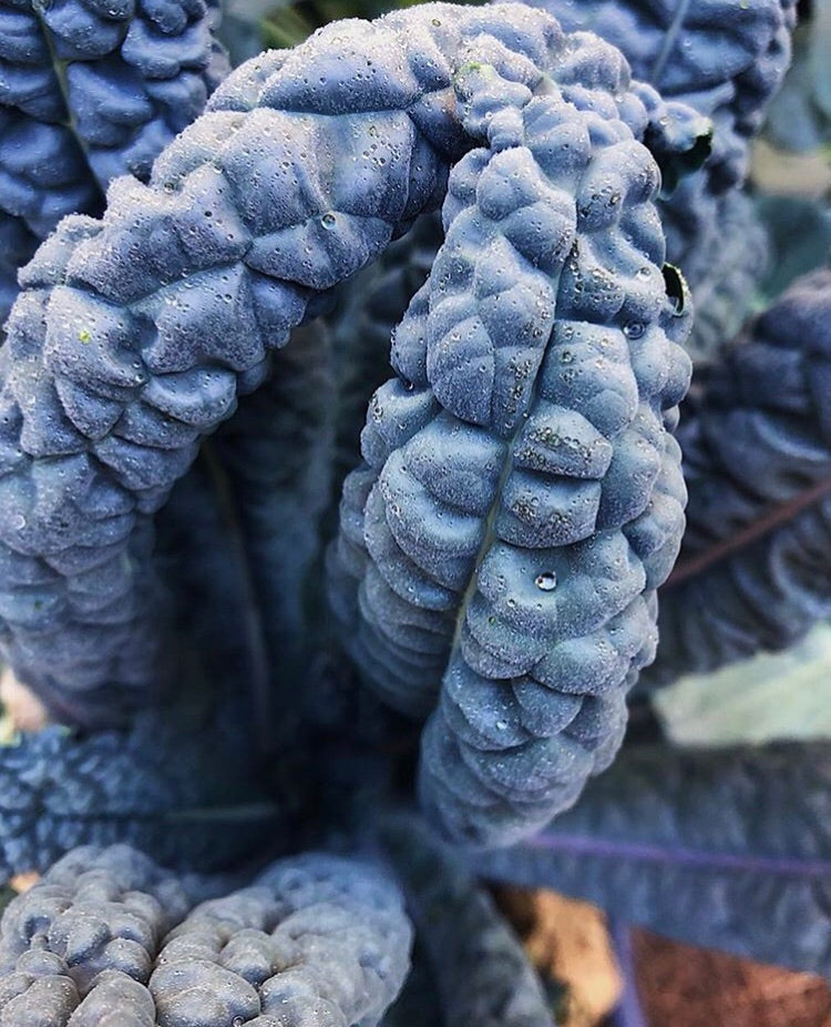 Black magic kale