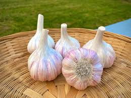 Chesnok red hardneck garlic