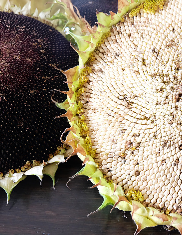 Arikara sunflower