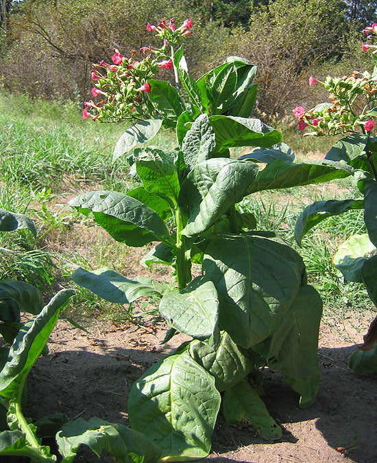 Farm.hand.seeds Red Russian