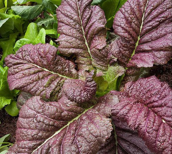 Red Giant Mustard Greens