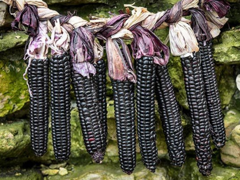 Montana moredo corn