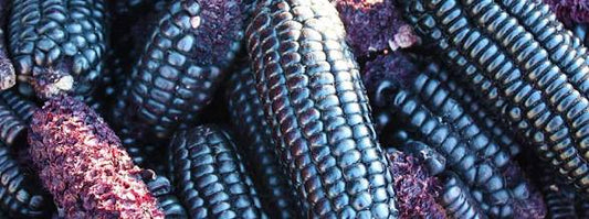 Blue concico corn