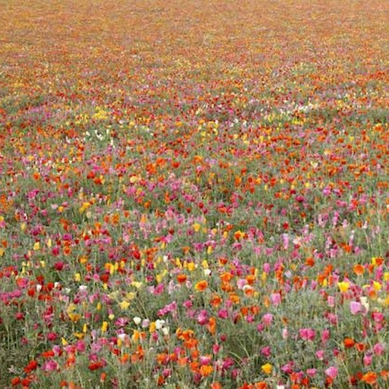 Mission bells California poppy