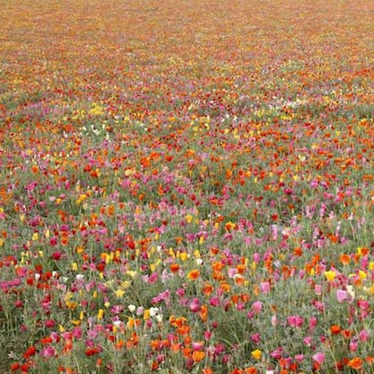 Mission bells California poppy