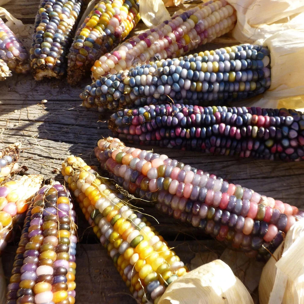 Glass gem corn