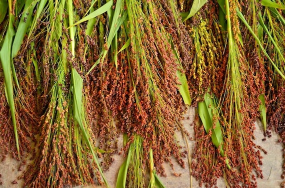 Red broom corn