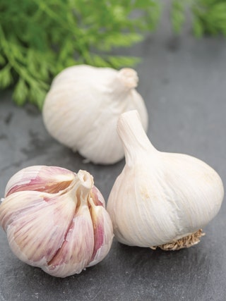 Russian red garlic