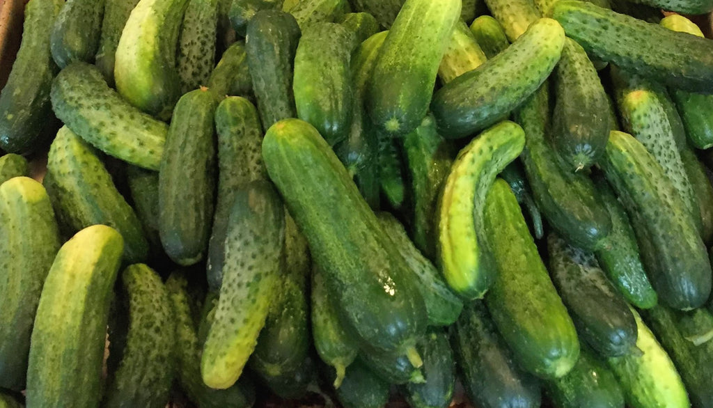 Addis cucumber