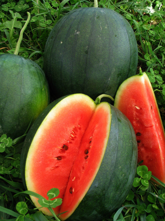 Blacktail mountain watermelon
