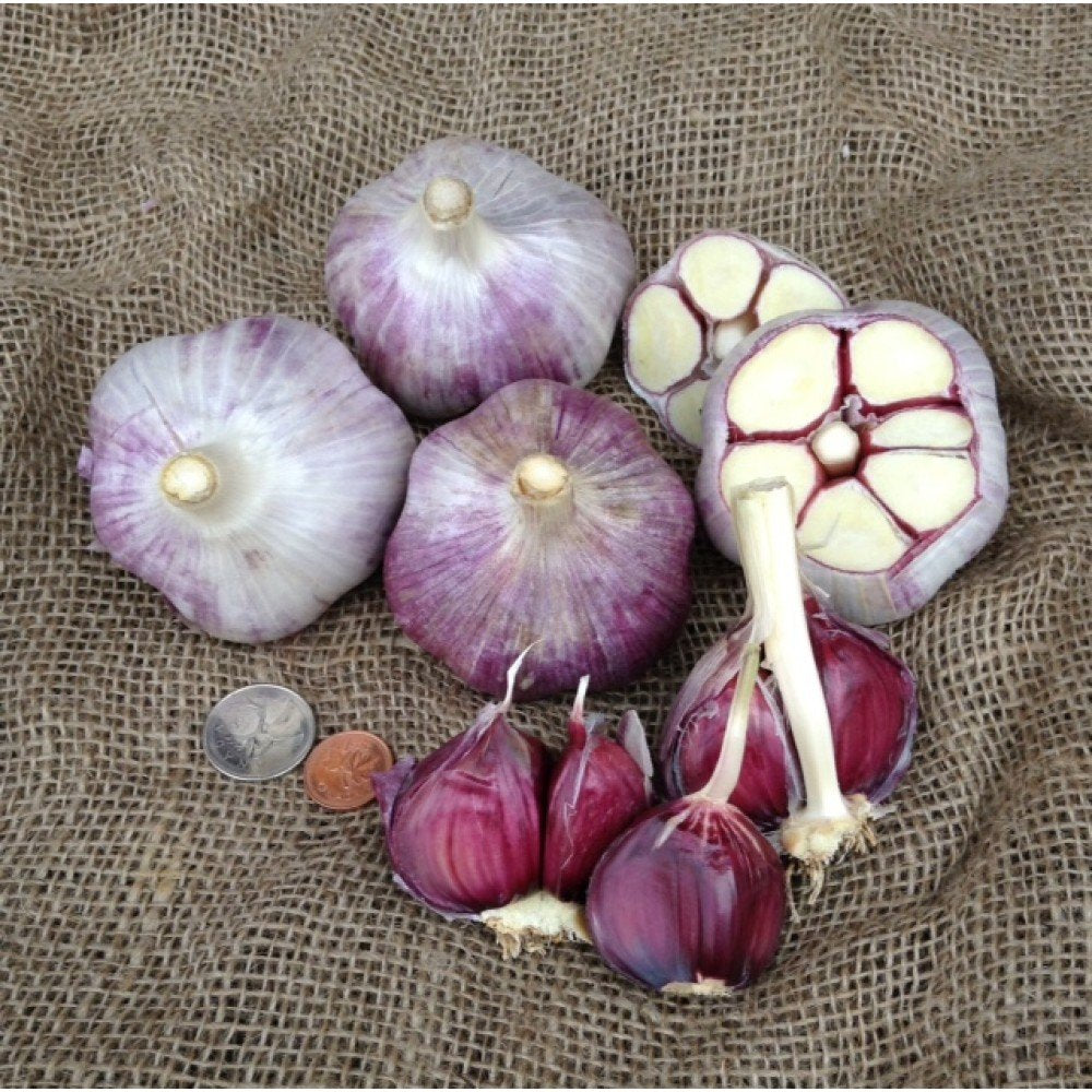 Russian red garlic