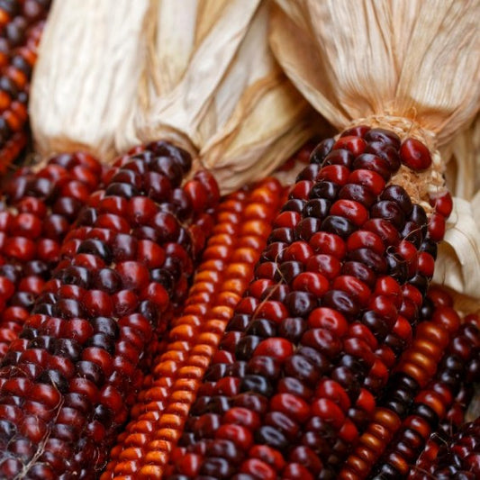 Ruby red ornamental corn
