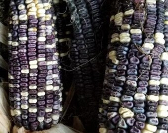 Cherokee white eagle corn