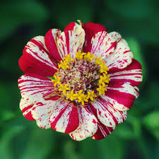 Peppermint zinnia
