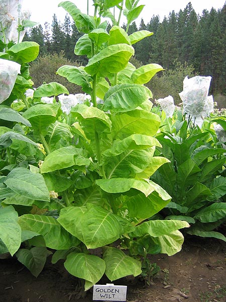 Farm Hand Seeds Golden Wilt Tobacco 