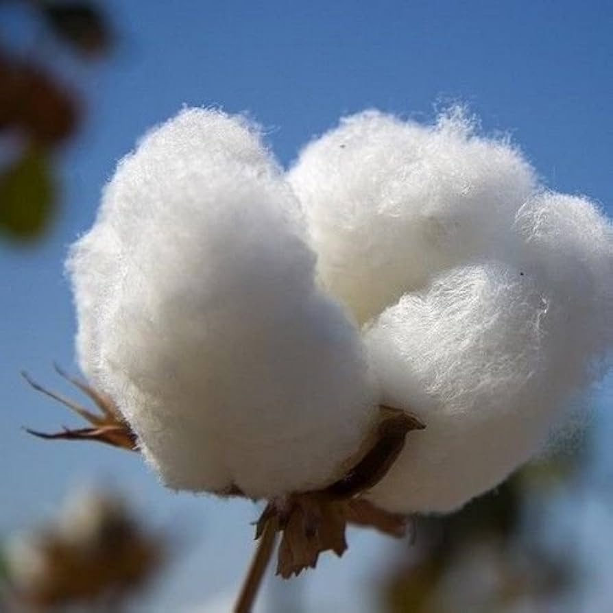 Upland cotton