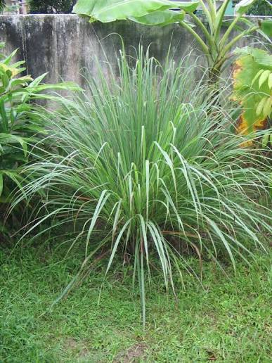 Lemon grass cuttings