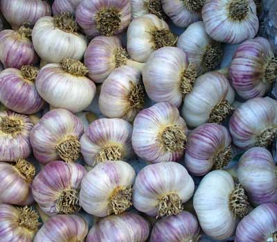 Siberian garlic