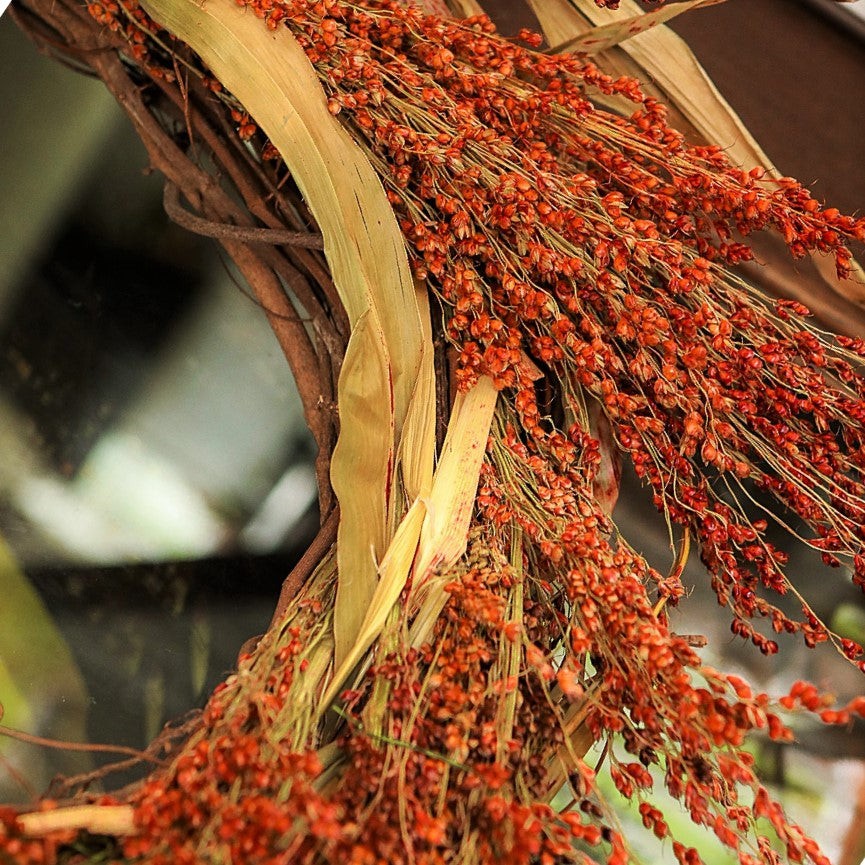 Red broom corn