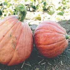 Gold Nugget Winter Squash