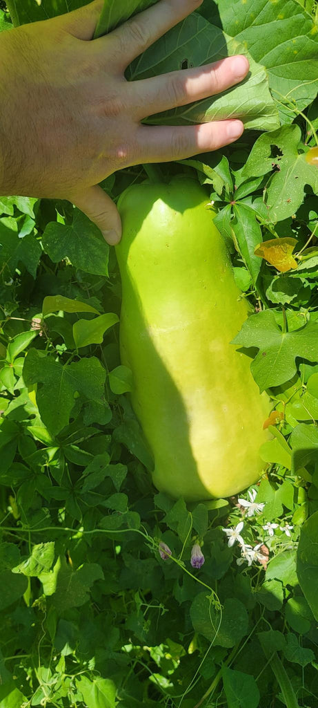 Calabash gourd seeds