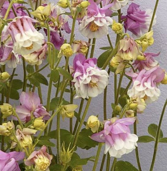 Dwarf columbine mix