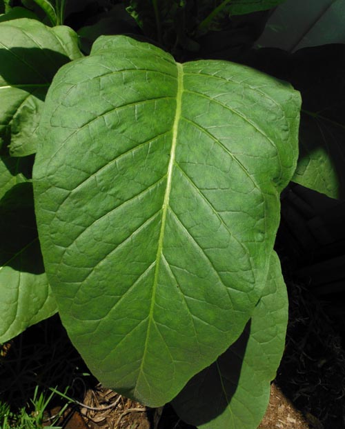 Silk Leaf Tobacco