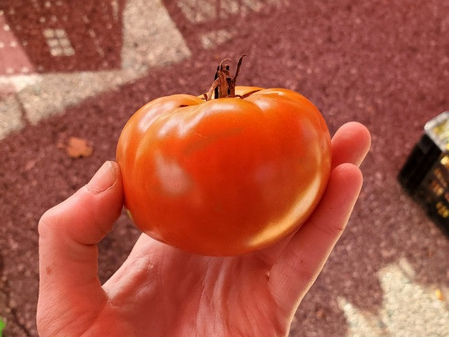 Wisconsin tomato